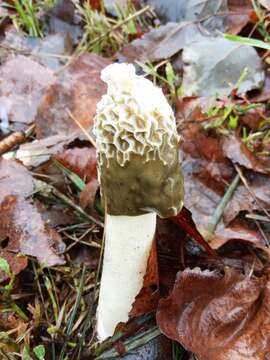 Image of Stinkhorn