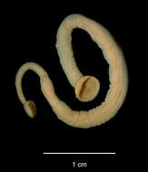 Image of Piscicolidae