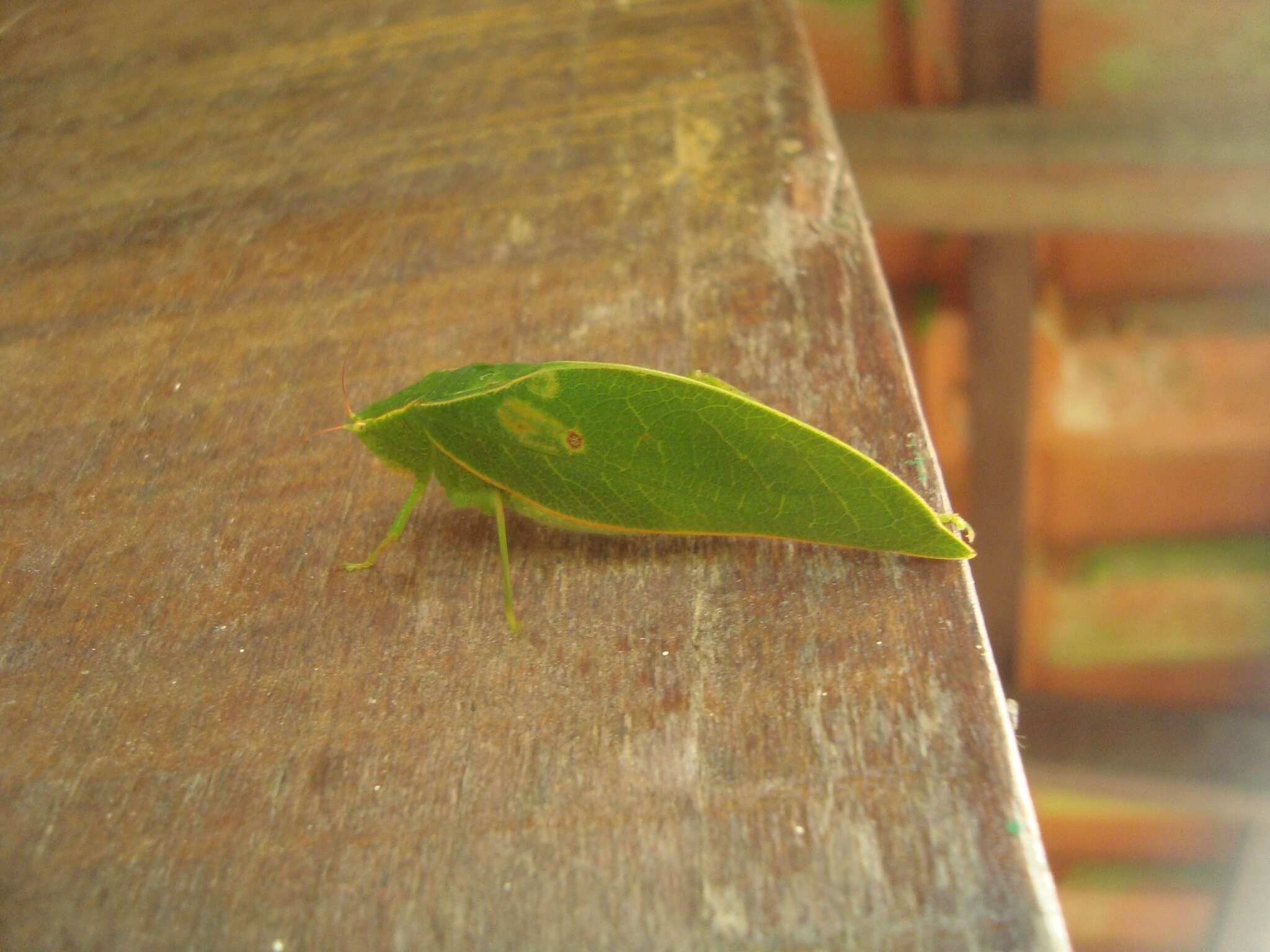 Image of Angle-wing Katydids