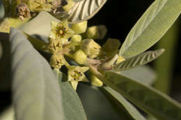 Image de Frangula californica (Eschsch.) A. Gray