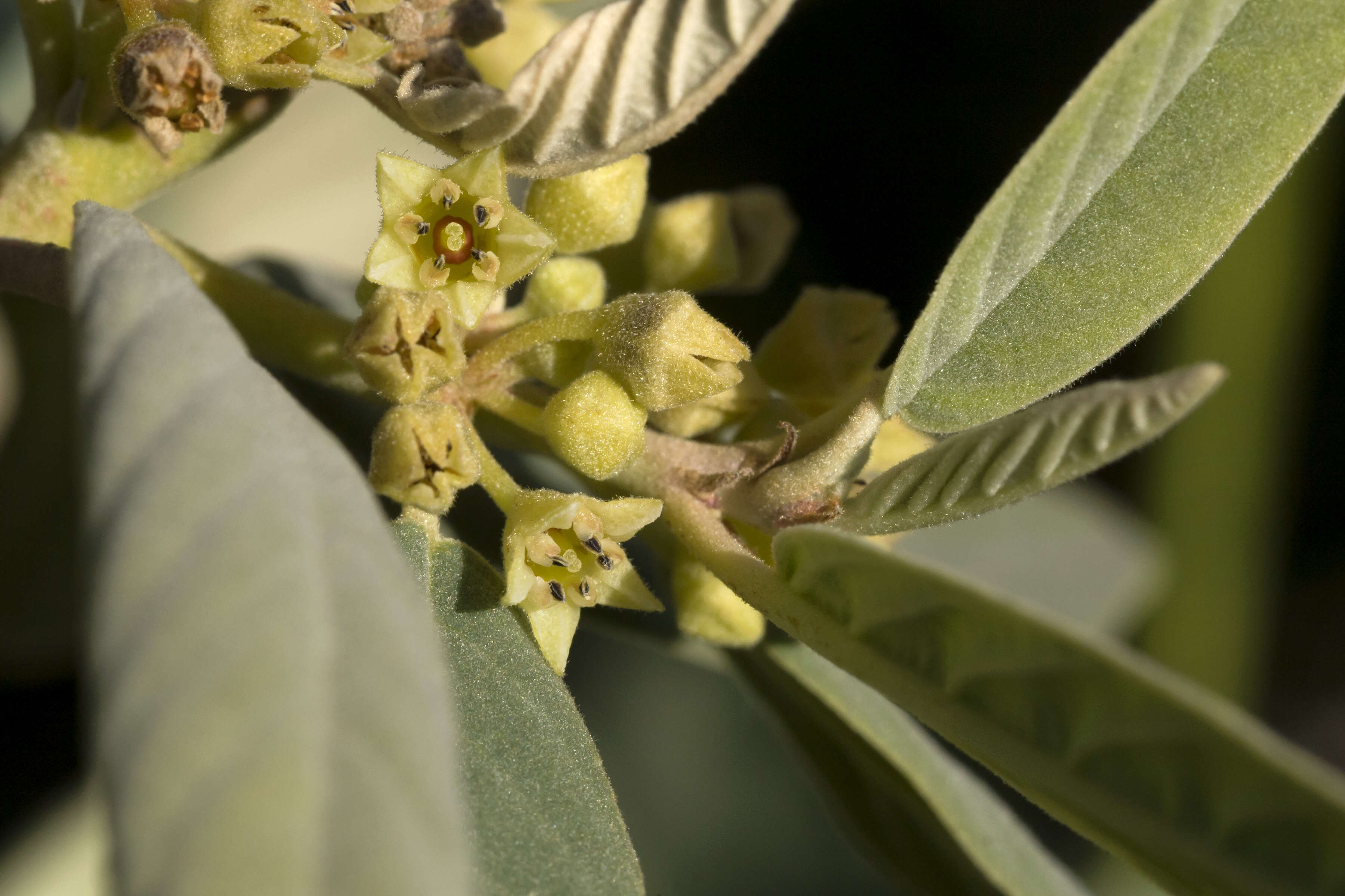 Image de Frangula californica (Eschsch.) A. Gray