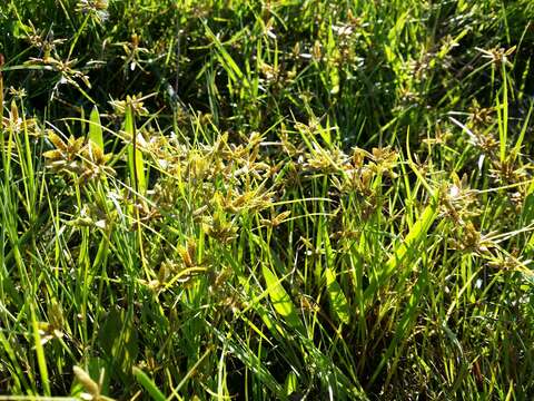 Image of Yellow Flat Sedge