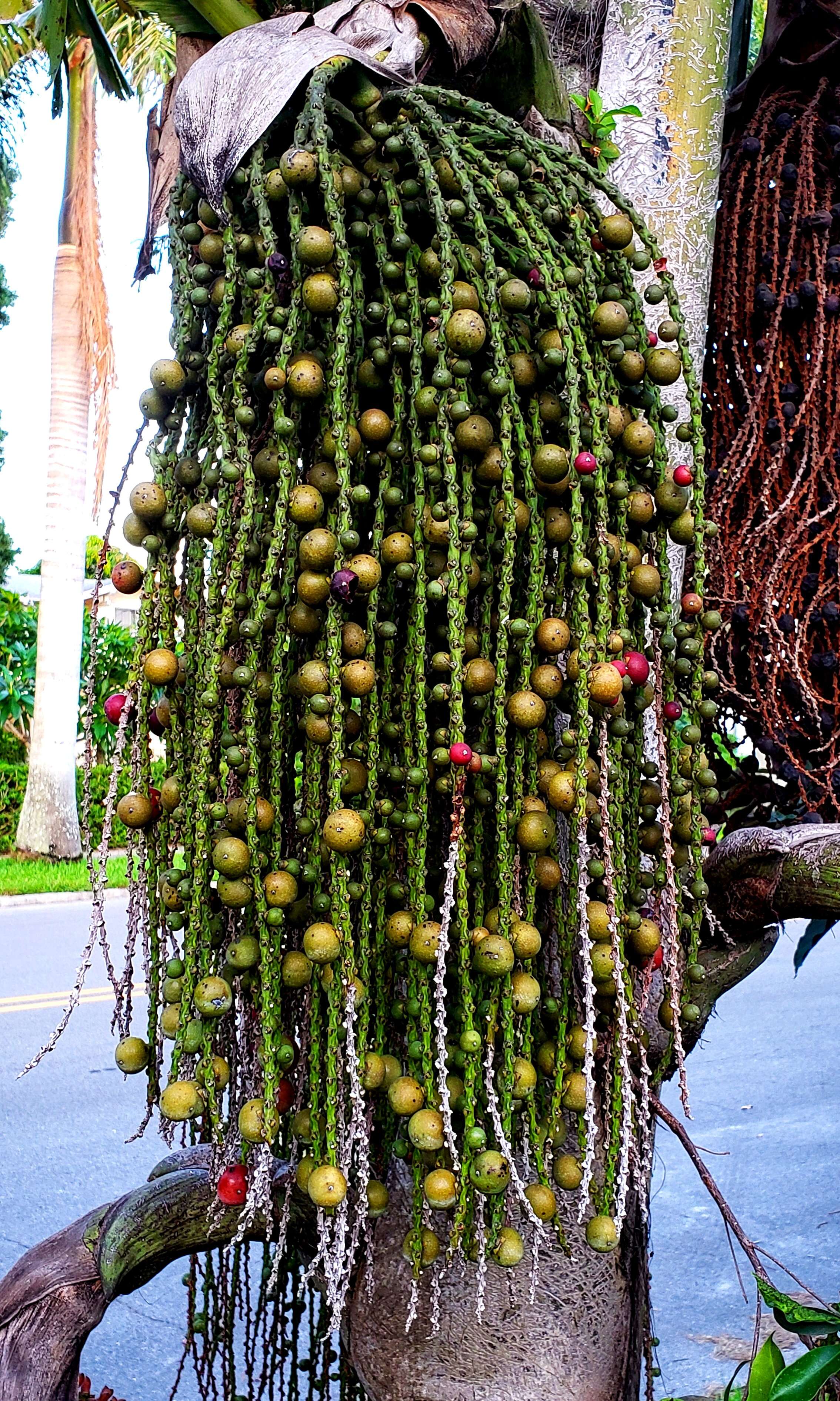 Image of fishtail palm