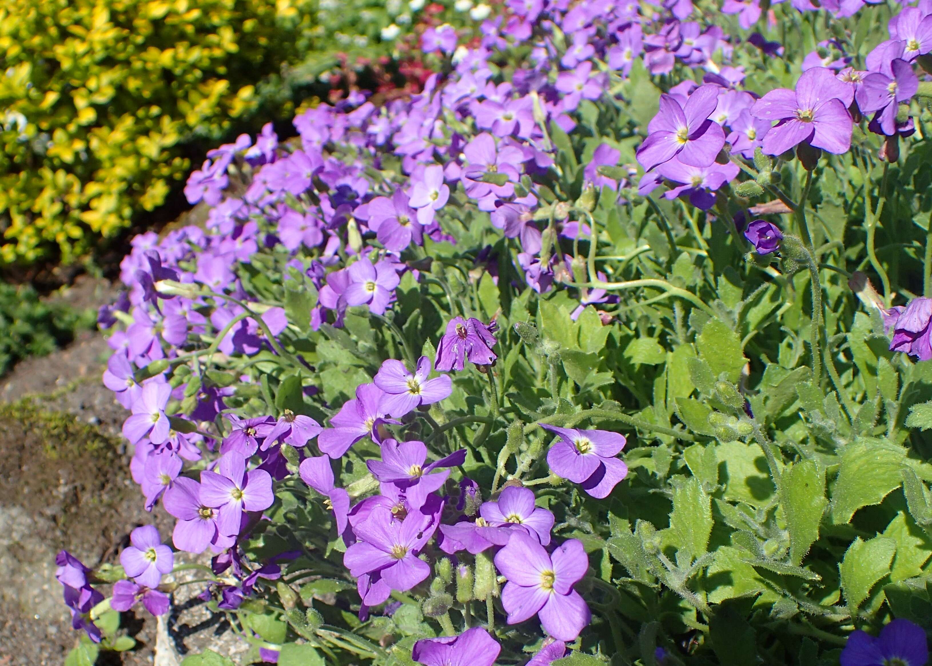 Imagem de Aubrieta libanotica Boiss.