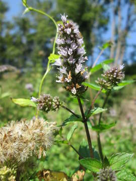 Image of Horse Mint