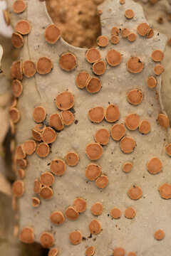 Image of spotted felt lichen