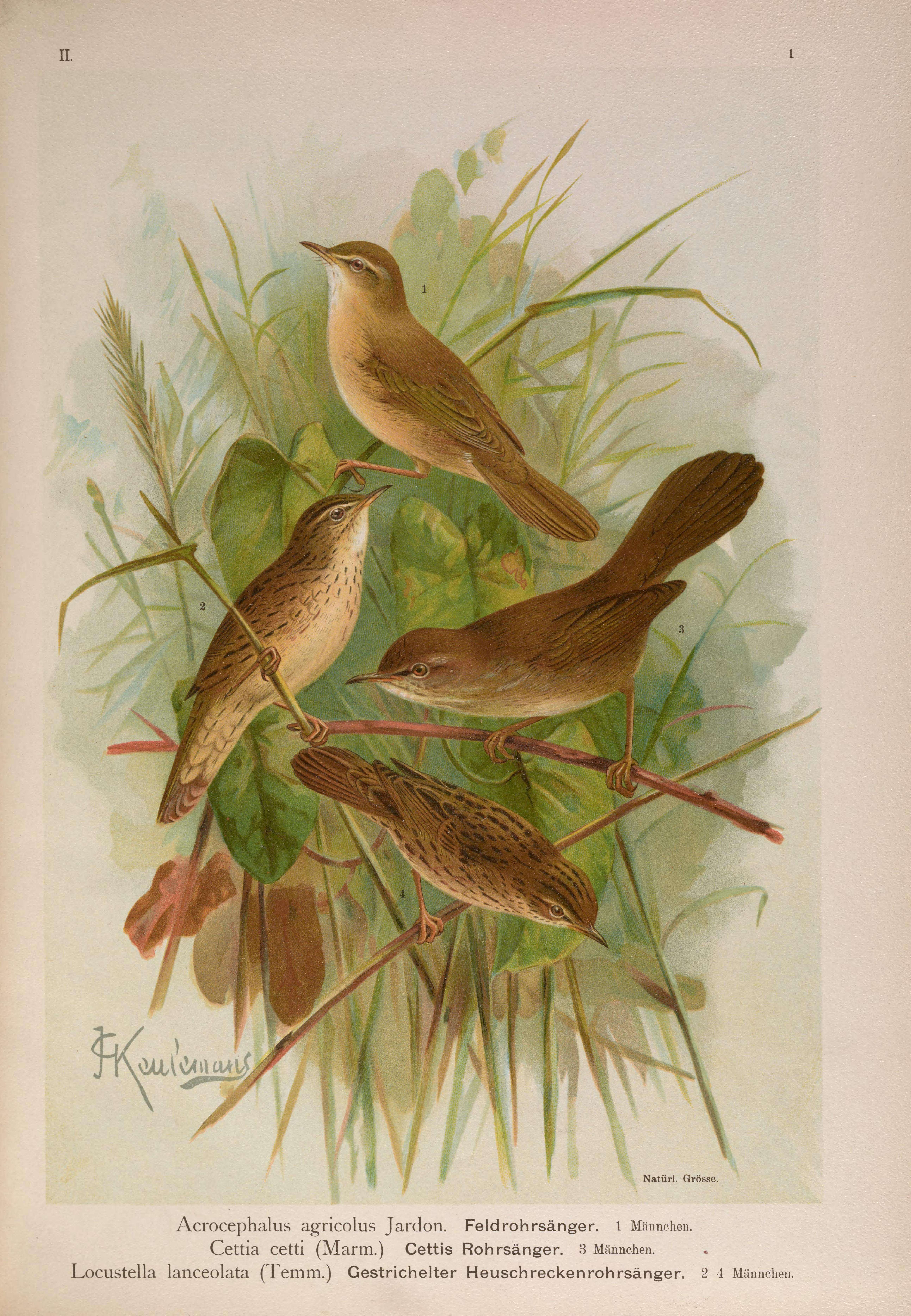 Image of Lanceolated Warbler