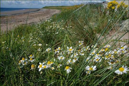 صورة Tripleurospermum maritimum (L.) Koch