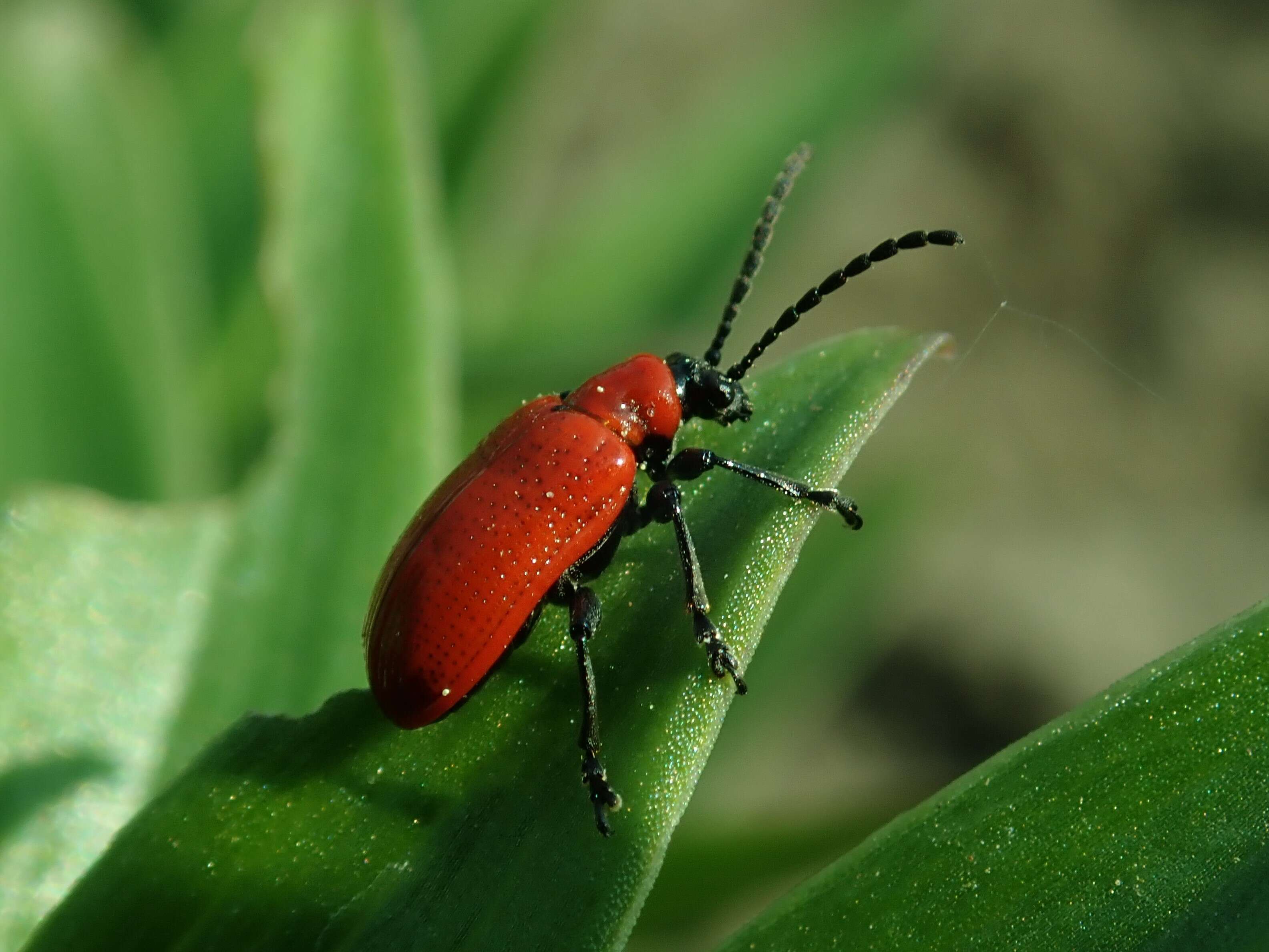 Image of Scarlet lily beetle