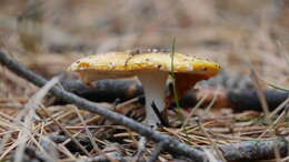 Image of Royal Fly Agaric