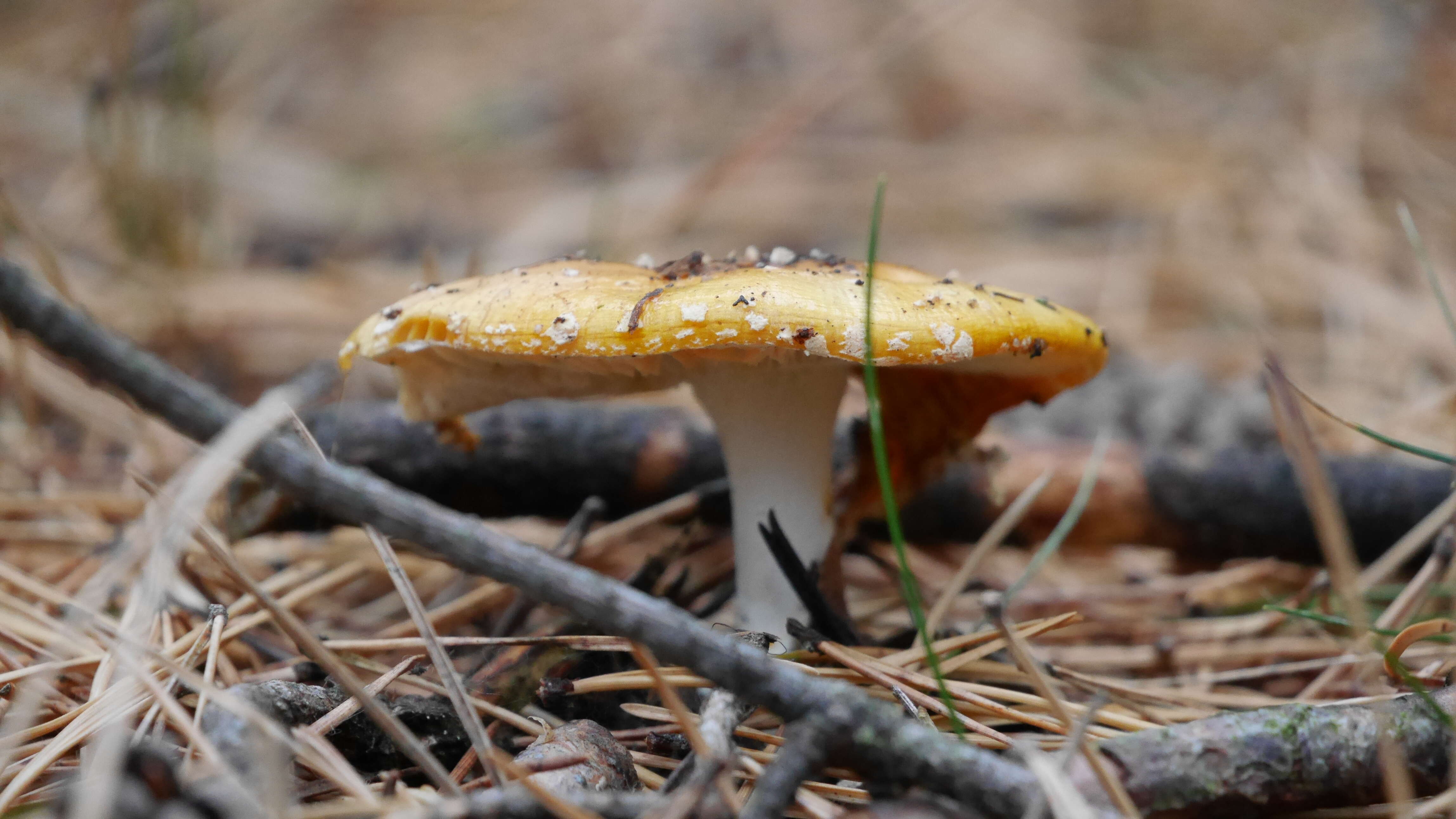 Image of Royal Fly Agaric