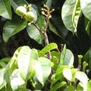 Image of pili nut