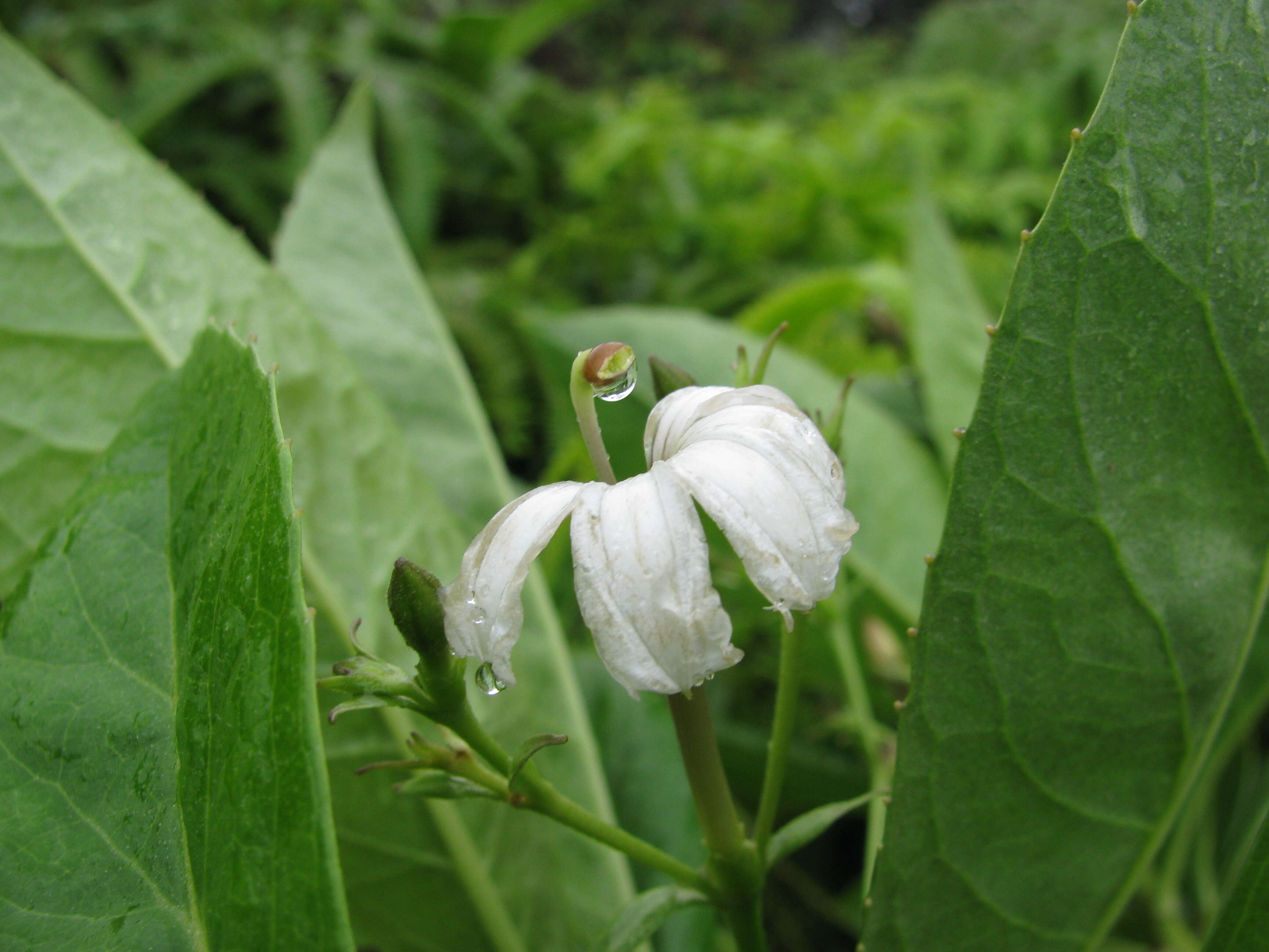 Imagem de Scaevola chamissoniana Gaud.