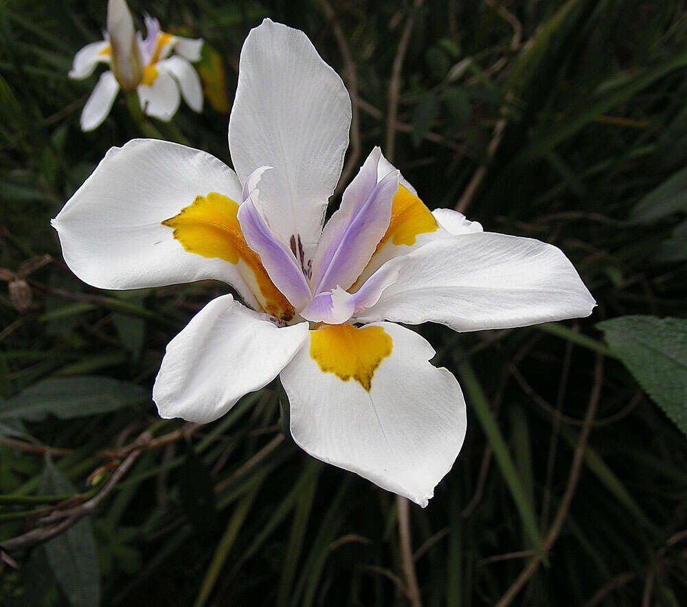 Image of Wild iris