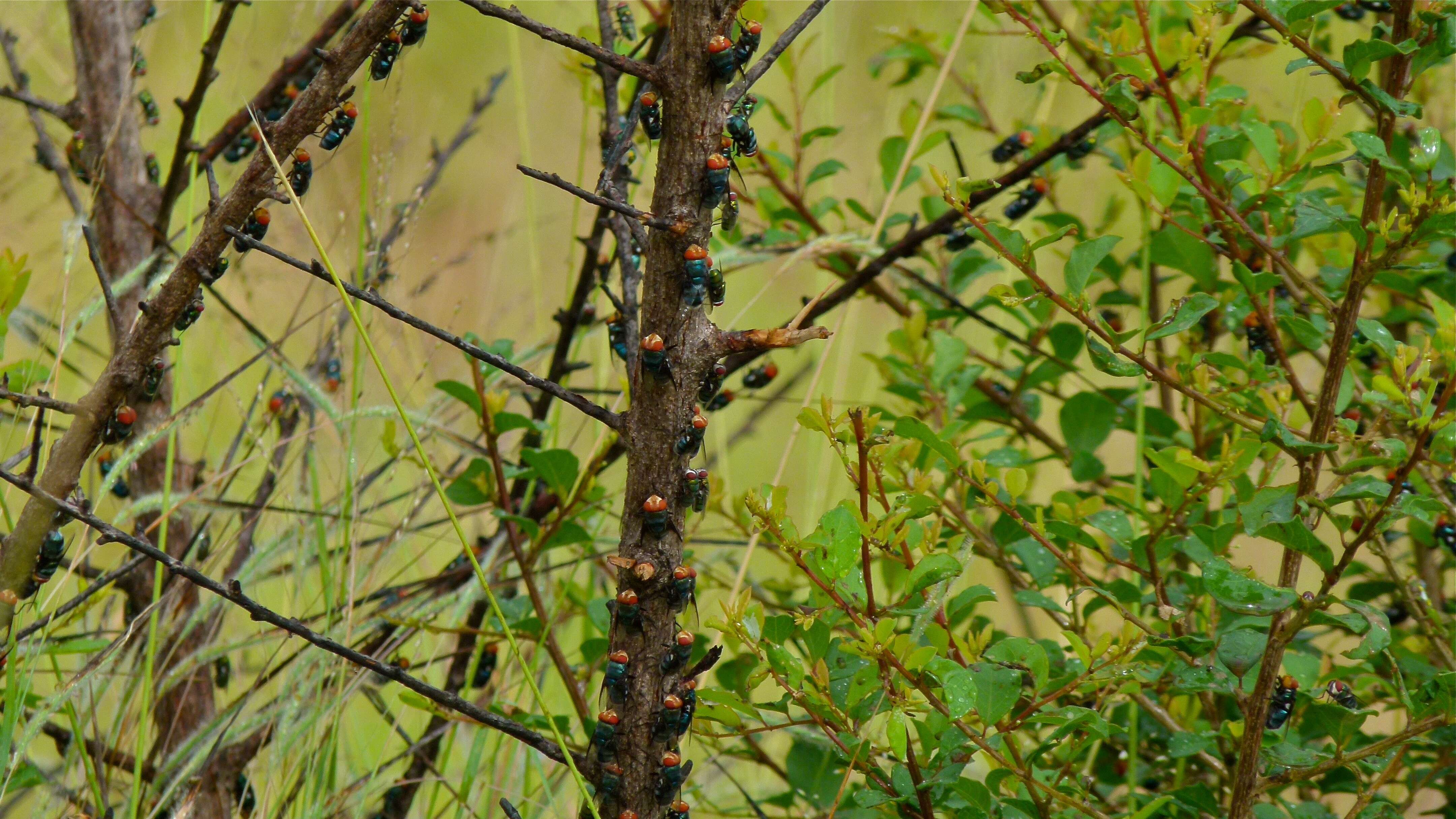 Image of Musca marginalis