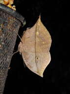 Image of Sahyadri blue oakleaf