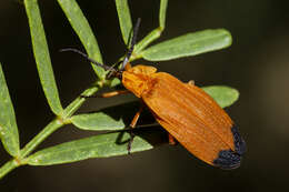 Plancia ëd Lycus arizonensis Green 1949