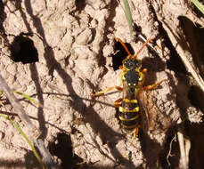 Image of Nomada goodeniana (Kirby 1802)