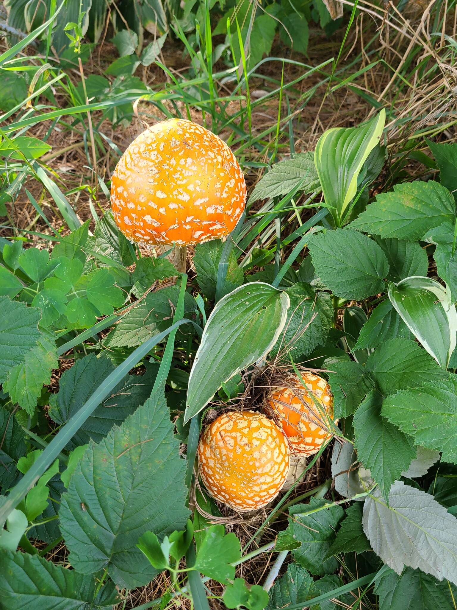 Image of Amanita muscaria var. formosa