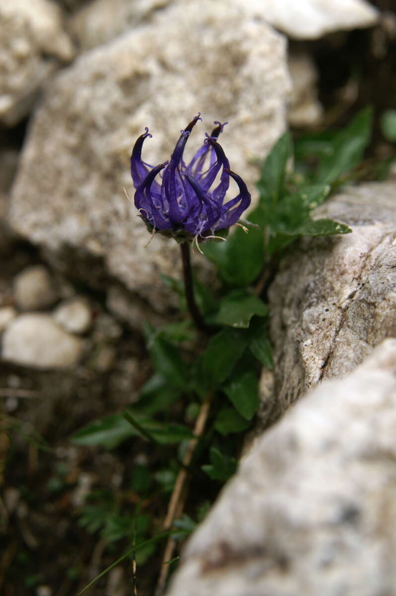 Image of Horned Rampion