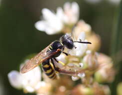 Imagem de Philanthus triangulum (Fabricius 1775)