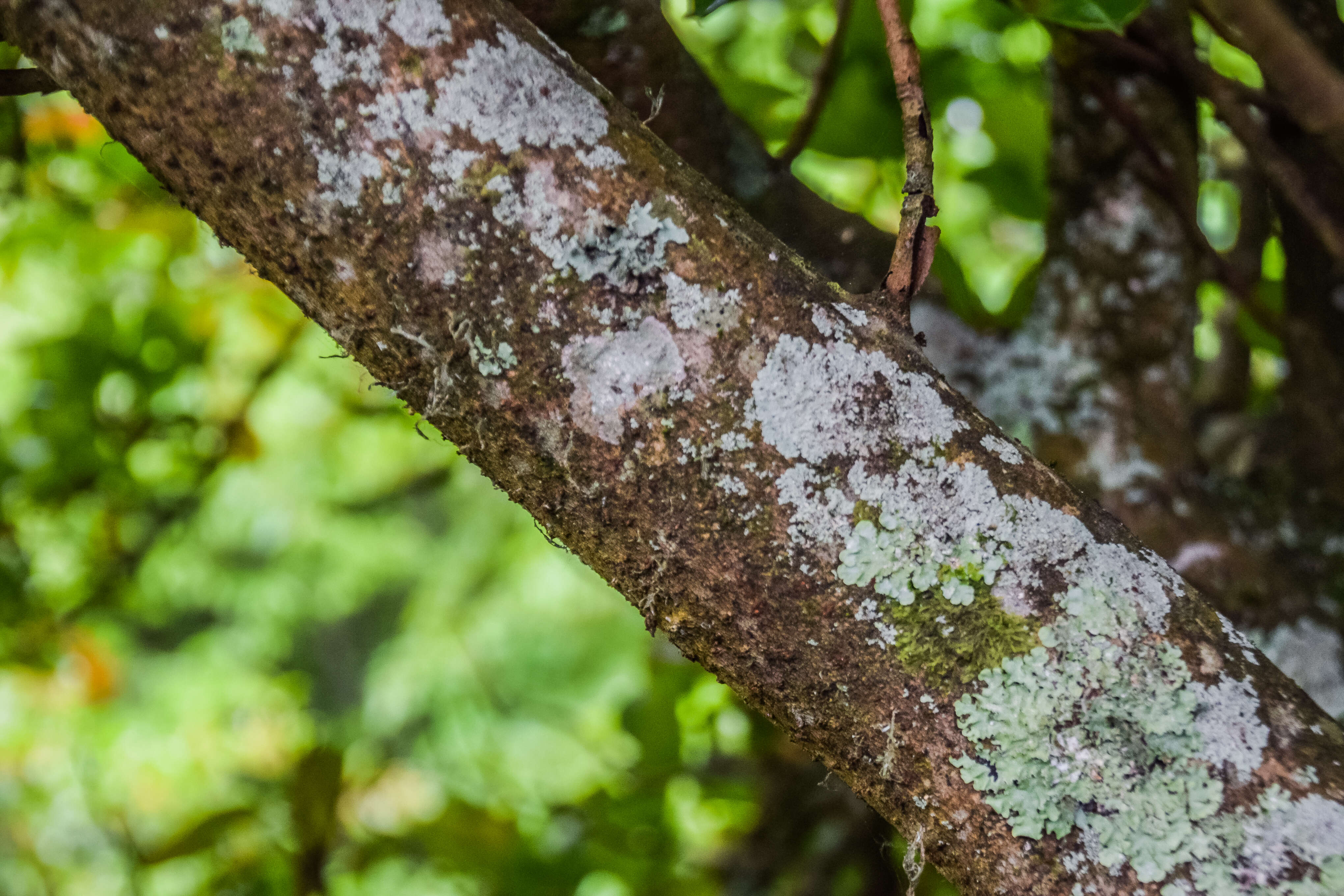 Image of Viburnum odoratissimum Ker-Gawl.