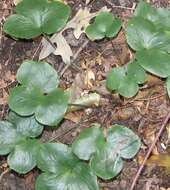 Image of roundlobe hepatica