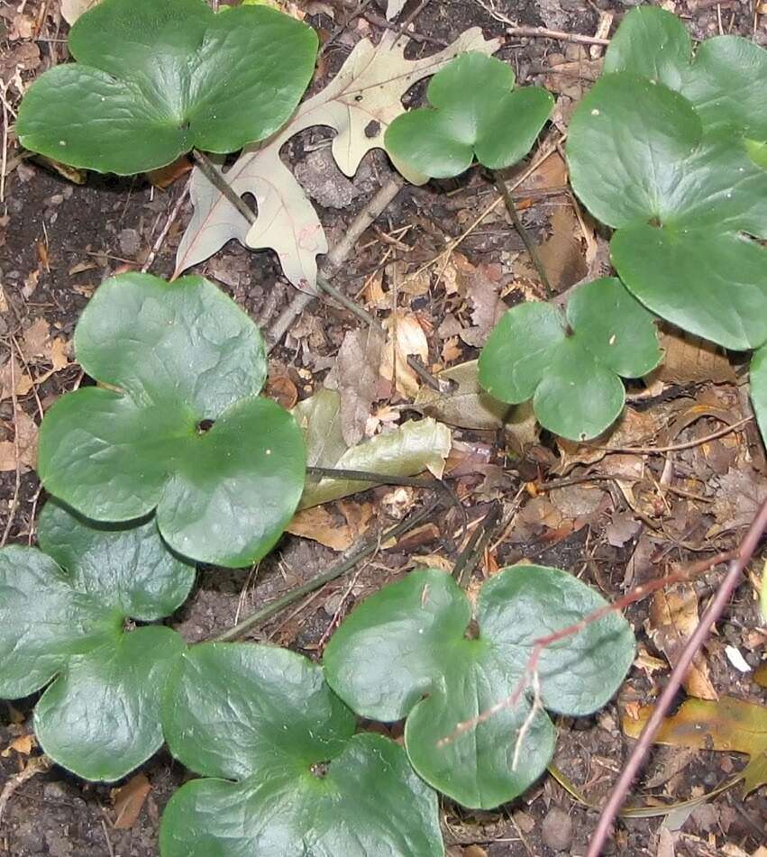 Image of roundlobe hepatica