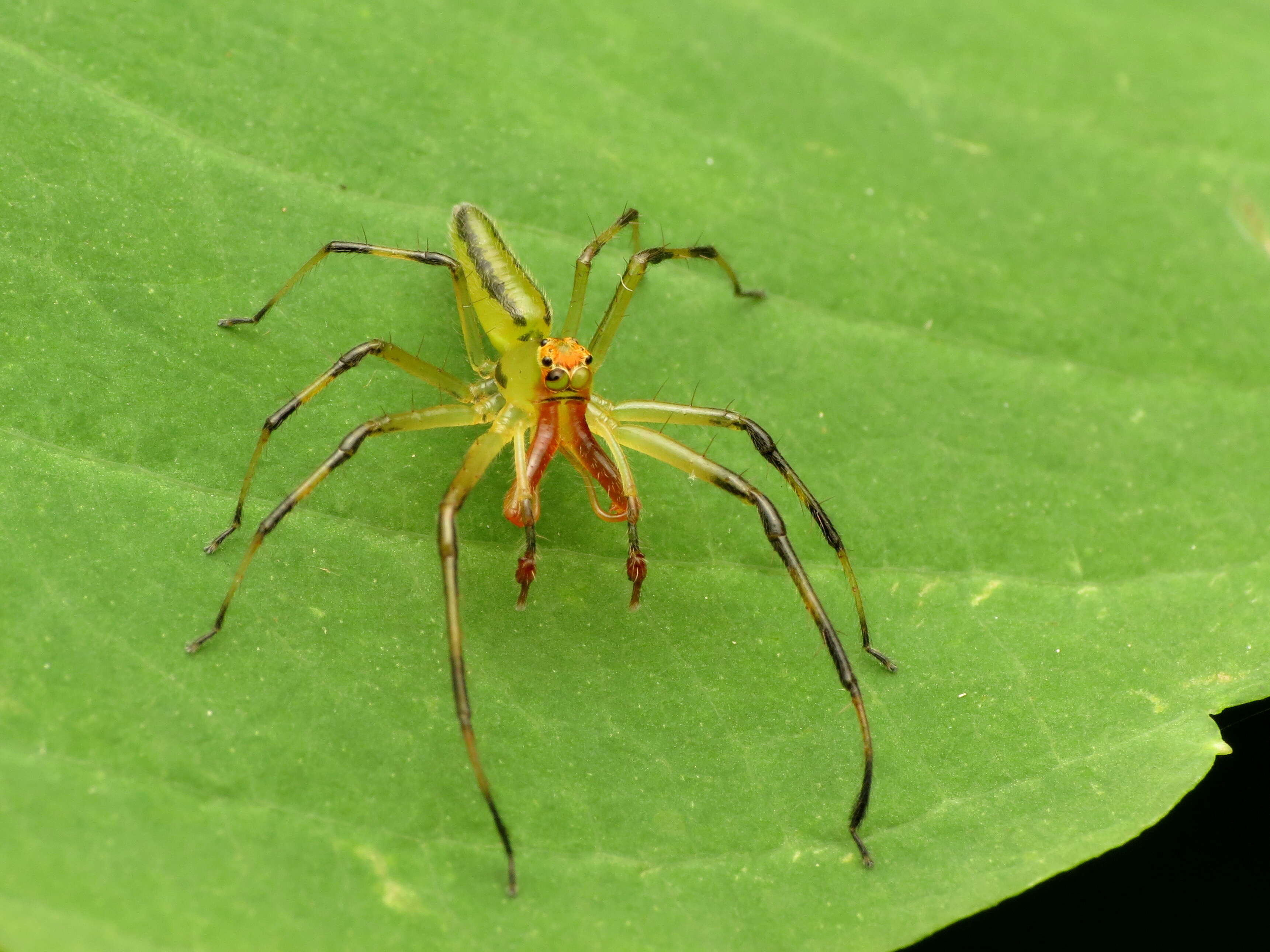 Image of Magnolia Green Jumper