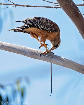 Image of Red-shouldered Hawk