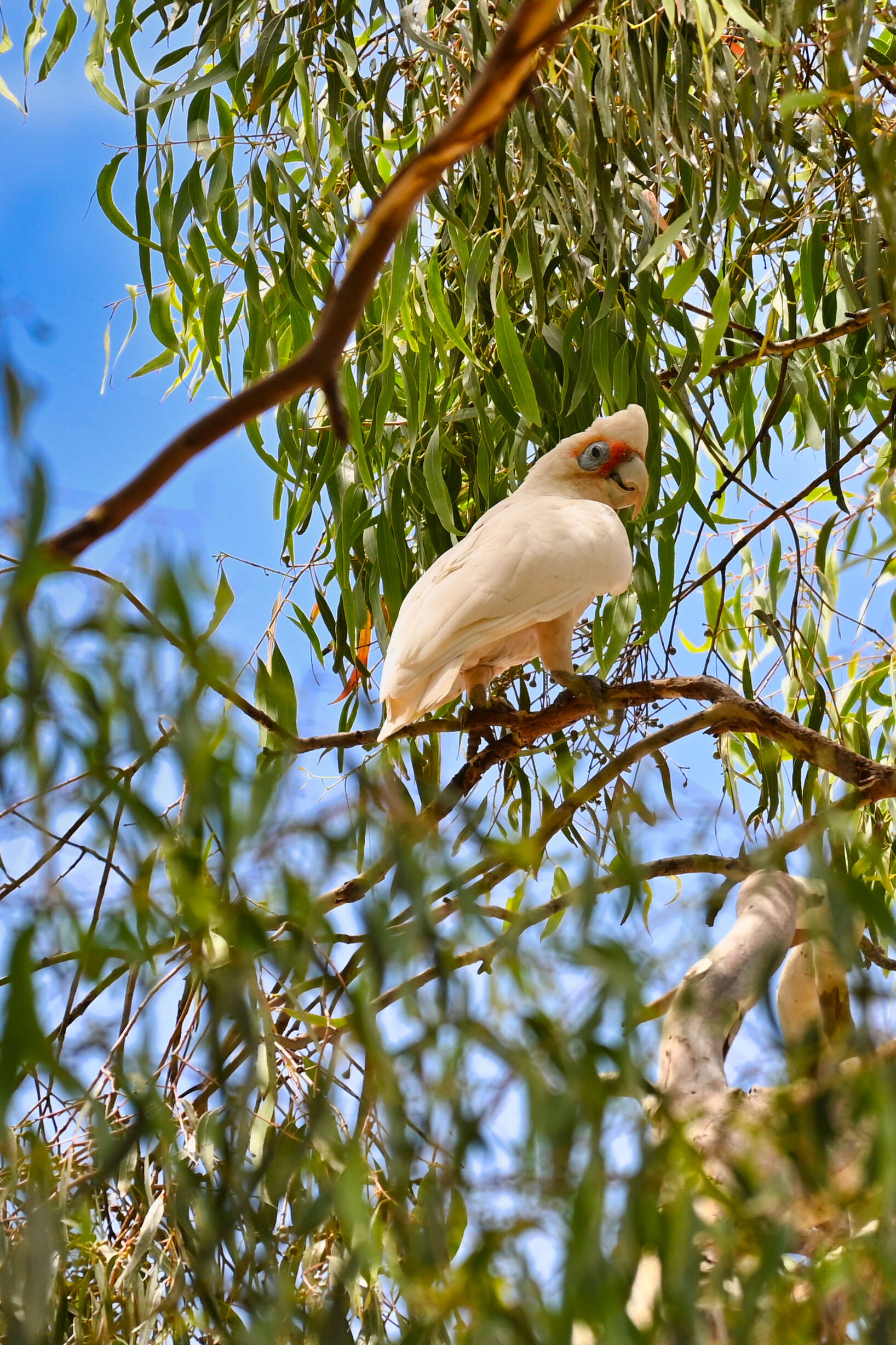 Image of Long-billed Corella