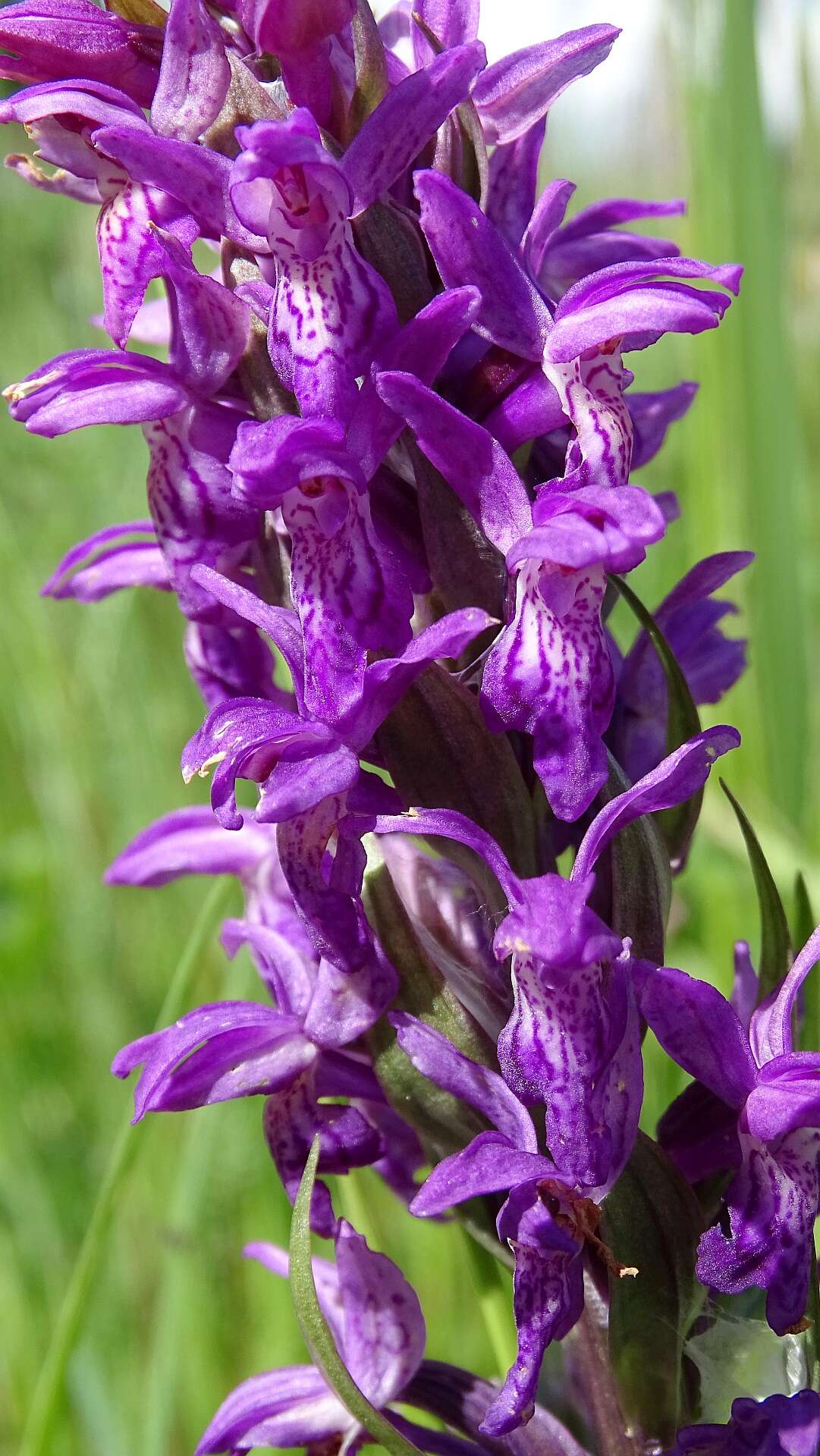 Dactylorhiza incarnata (L.) Soó resmi