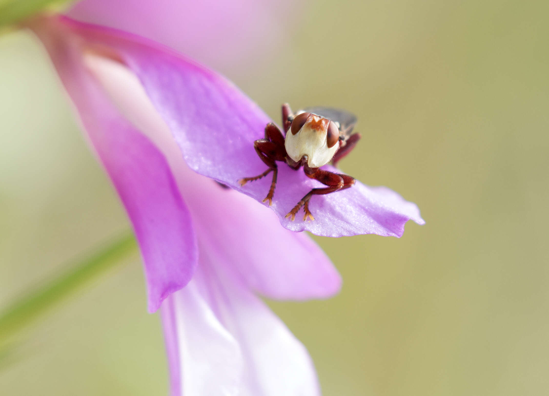 Image of Common Sword Lily