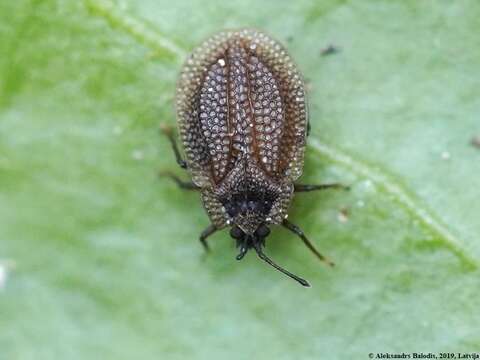 Image of Acalypta carinata (Panzer 1806)