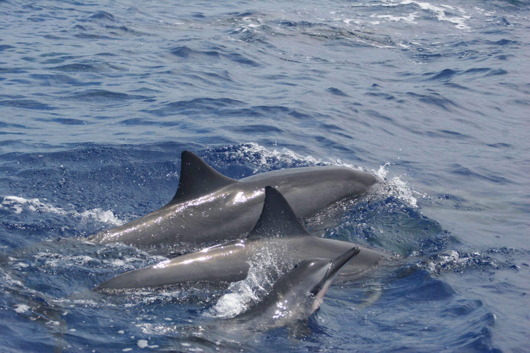 Image of Long-beaked Dolphin