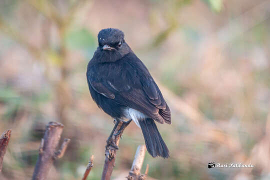 Image of Pied Bush Chat