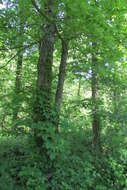 Image of shagbark hickory