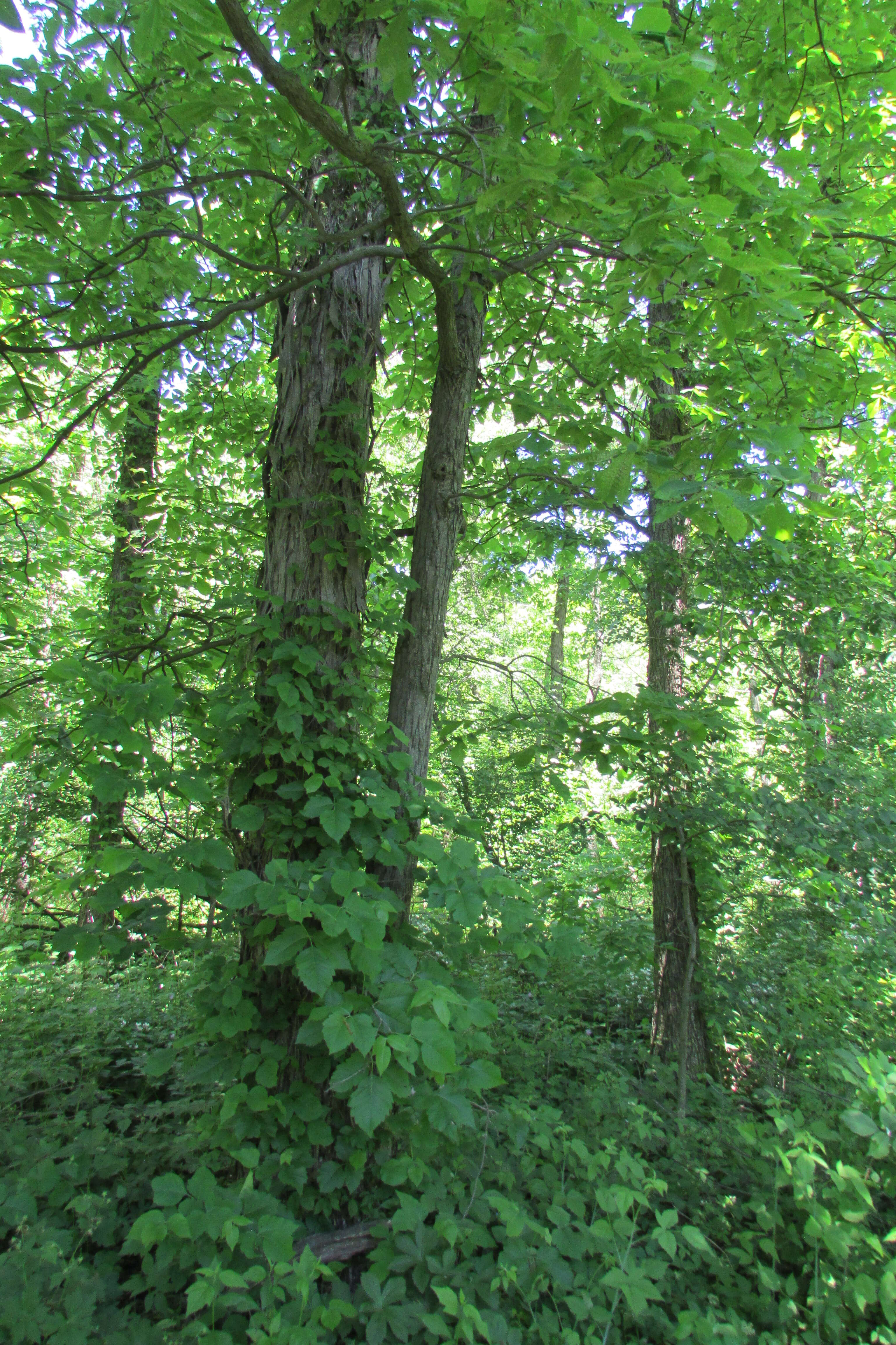 Image of shagbark hickory