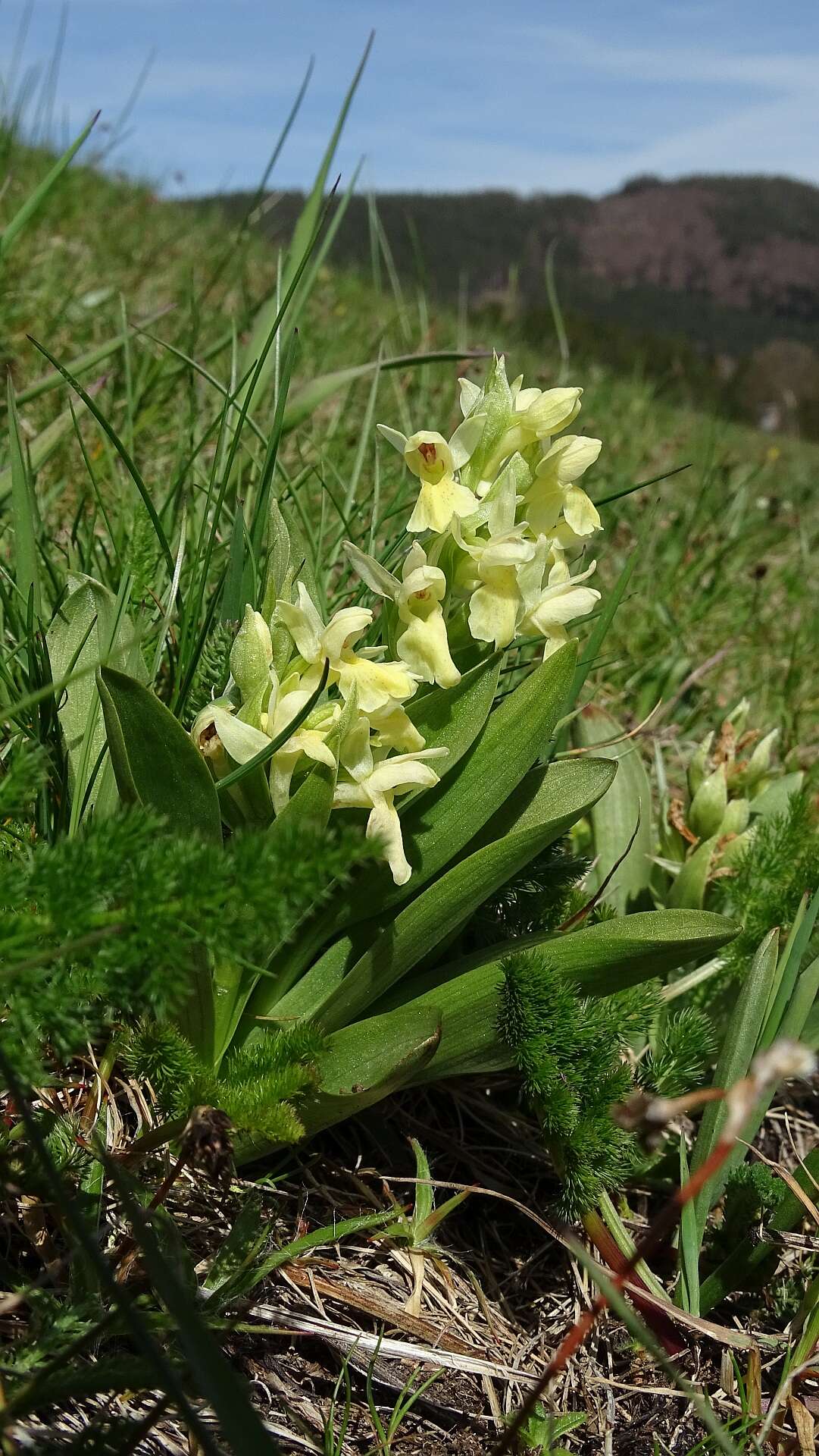 Image of Elder-flowered orchid