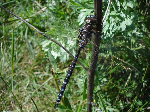 Image of Variable Darner