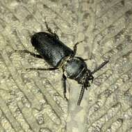 صورة Broscinae