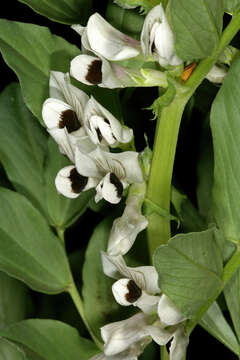 Image of Broad Bean