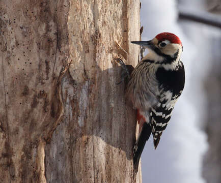 Image of White-backed Woodpecker