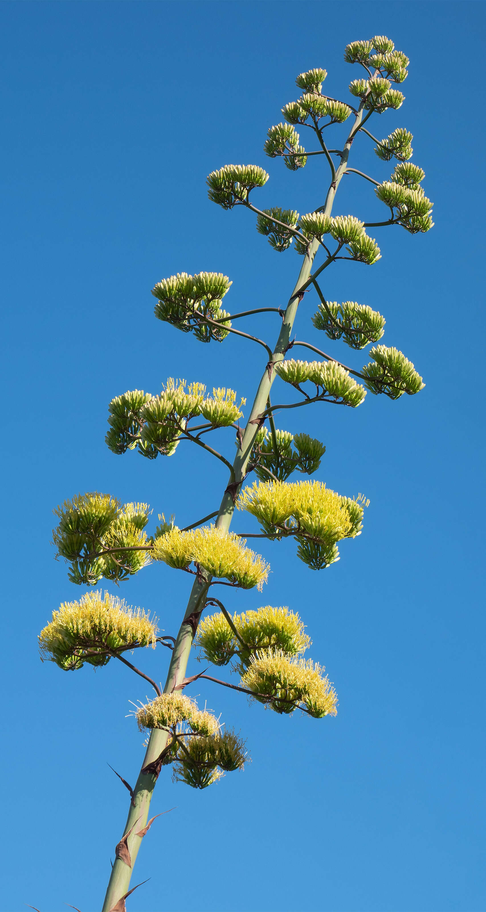 Image of American Aloe