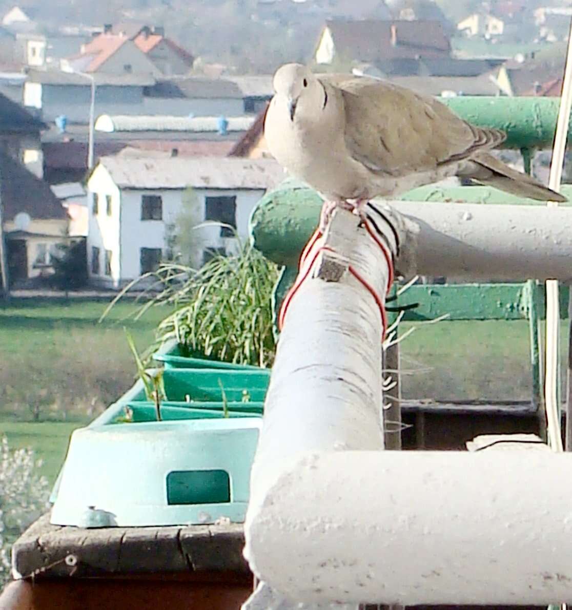 Image of Collared Dove