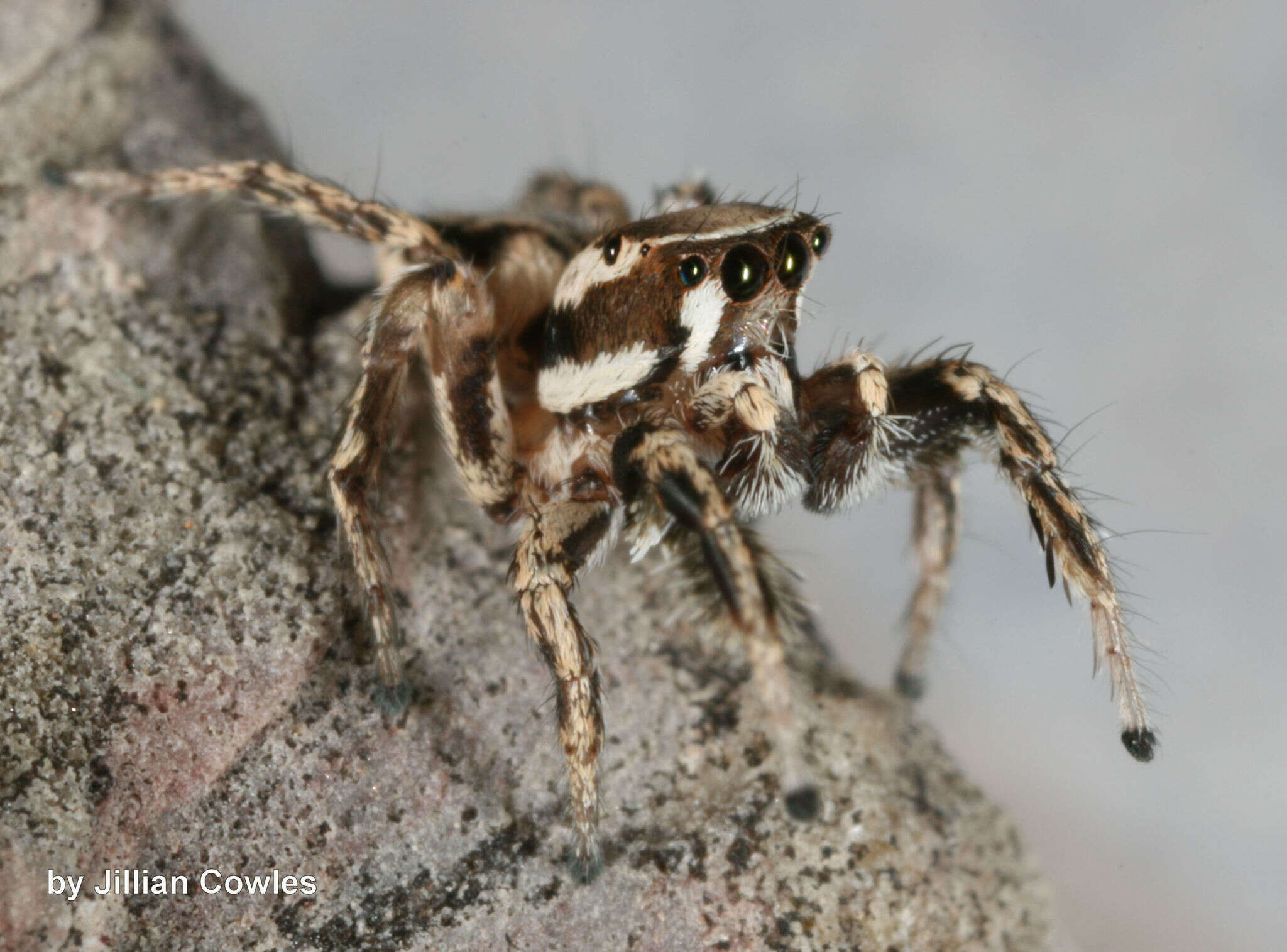 Image of Habronattus clypeatus (Banks 1895)