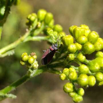 صورة Neacoryphus bicrucis (Say & T. 1825)