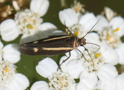 Слика од Scythris knochella Fabricius 1794