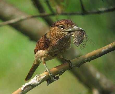 Image of Barred Puffbird