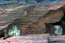Image of Short-eared Rock Wallaby